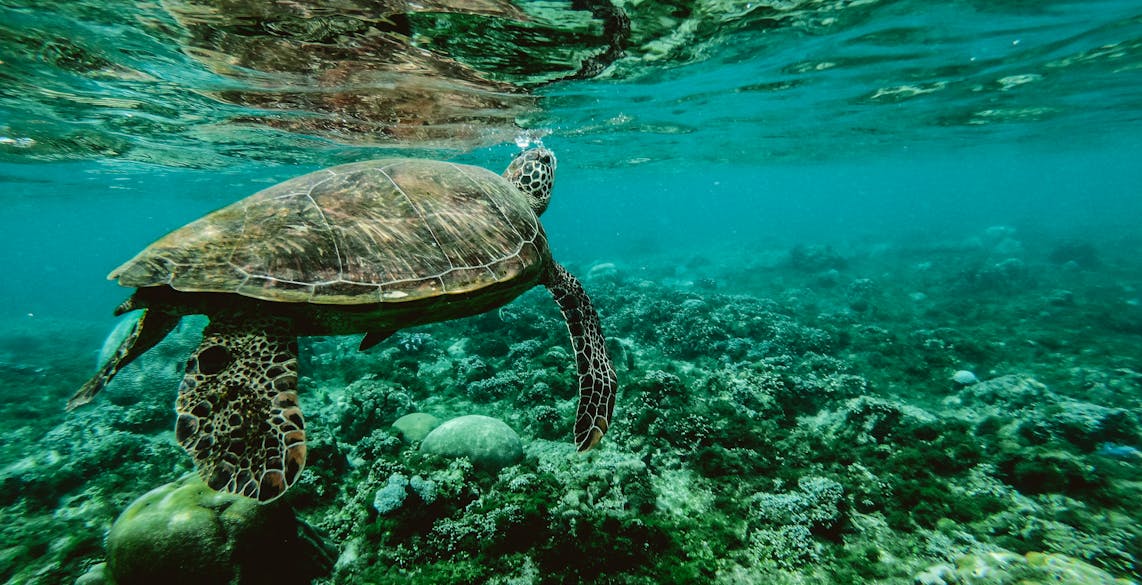 découvrir-la-grande-barrière-de-corail-en-australie