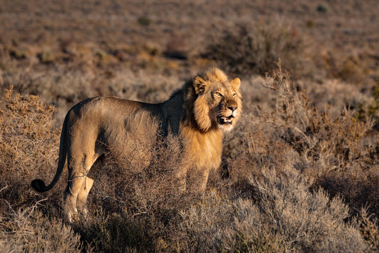 safari-afrique-sud