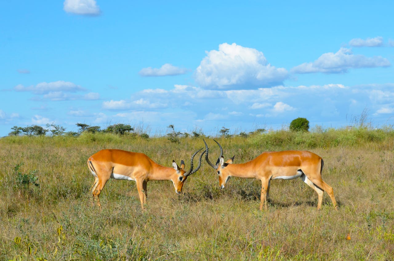 voyage-au-kenya-nos-conseils